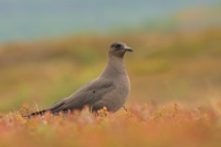 Chaluha prizivna - Stercorarius parasiticus - Parasitic Jaeger 4654